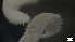  ( - S21-RW-P267)  @11 [ ] C (2022) Unspecified Biologica Environmental Services
