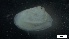  ( - S21-TU-M142)  @11 [ ] C (2022) Unspecified Biologica Environmental Services