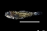  ( - NEC3020-M101-19)  @11 [ ] Copyright (2019) Elodie Vourey Pacific Community
