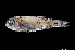  ( - NEC4004-M110-43e)  @11 [ ] Copyright (2019) Elodie Vourey Pacific Community