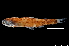  ( - ESSCHA-ME110-08)  @11 [ ] Copyright (2018) Elodie Vourey Pacific community