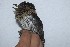  ( - MUSM-Orn-02810)  @11 [ ] CreativeCommons - Attribution Non-Commercial Share-Alike (2018) MHN-UNMSM Universidad Nacional Mayor de San Marcos, Museo de Historia Natural