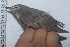  ( - MUSM-Orn-02834)  @11 [ ] CreativeCommons - Attribution Non-Commercial Share-Alike (2018) MHN-UNMSM Universidad Nacional Mayor de San Marcos, Museo de Historia Natural