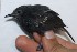  ( - MUSM-Orn-02887)  @11 [ ] CreativeCommons - Attribution Non-Commercial Share-Alike (2018) MHN-UNMSM Universidad Nacional Mayor de San Marcos, Museo de Historia Natural