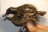  ( - MUSM-Orn-02888)  @11 [ ] CreativeCommons - Attribution Non-Commercial Share-Alike (2018) MHN-UNMSM Universidad Nacional Mayor de San Marcos, Museo de Historia Natural
