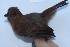  ( - MUSM-Orn-02909)  @11 [ ] CreativeCommons - Attribution Non-Commercial Share-Alike (2018) MHN-UNMSM Universidad Nacional Mayor de San Marcos, Museo de Historia Natural