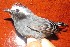  ( - MUSM-Orn-03074)  @11 [ ] CreativeCommons - Attribution Non-Commercial Share-Alike (2018) MHN-UNMSM Universidad Nacional Mayor de San Marcos, Museo de Historia Natural