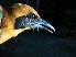 ( - MUSM-Orn-03095)  @11 [ ] CreativeCommons - Attribution Non-Commercial Share-Alike (2018) MHN-UNMSM Universidad Nacional Mayor de San Marcos, Museo de Historia Natural