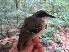  ( - MUSM-Orn-03116)  @11 [ ] CreativeCommons - Attribution Non-Commercial Share-Alike (2018) MHN-UNMSM Universidad Nacional Mayor de San Marcos, Museo de Historia Natural