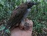  ( - MUSM-Orn-03143)  @11 [ ] CreativeCommons - Attribution Non-Commercial Share-Alike (2018) MHN-UNMSM Universidad Nacional Mayor de San Marcos, Museo de Historia Natural
