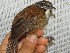  (Pheugopedius genibarbis - MUSM-Orn-03165)  @11 [ ] CreativeCommons - Attribution Non-Commercial Share-Alike (2018) MHN-UNMSM Universidad Nacional Mayor de San Marcos, Museo de Historia Natural