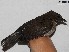  ( - MUSM-Orn-03334)  @11 [ ] CreativeCommons - Attribution Non-Commercial Share-Alike (2018) MHN-UNMSM Universidad Nacional Mayor de San Marcos, Museo de Historia Natural