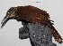  ( - MUSM-Orn-03340)  @11 [ ] CreativeCommons - Attribution Non-Commercial Share-Alike (2018) MHN-UNMSM Universidad Nacional Mayor de San Marcos, Museo de Historia Natural