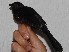  ( - MUSM-Orn-03343)  @11 [ ] CreativeCommons - Attribution Non-Commercial Share-Alike (2018) MHN-UNMSM Universidad Nacional Mayor de San Marcos, Museo de Historia Natural