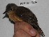  ( - MUSM-Orn-03375)  @11 [ ] CreativeCommons - Attribution Non-Commercial Share-Alike (2018) MHN-UNMSM Universidad Nacional Mayor de San Marcos, Museo de Historia Natural