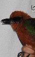  ( - MUSM-Orn-03379)  @11 [ ] CreativeCommons - Attribution Non-Commercial Share-Alike (2018) MHN-UNMSM Universidad Nacional Mayor de San Marcos, Museo de Historia Natural