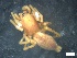  (Clubiona similis - BGE_00658_A03)  @11 [ ] (nrr) (2025) Ana Ananiashvili ISU