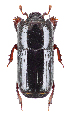 (Platysoma angustatum cf - BGE_00658_C08)  @11 [ ] (nrr) (2025) Ana Ananiashvili ISU
