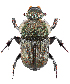  (Cheironitis pamphilus - BGE_00658_D02)  @11 [ ] (nrr) (2025) Ana Ananiashvili ISU