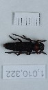 (Phytoecia astrate - BGE_00658_E04)  @11 [ ] (nrr) (2025) Ana Ananiashvili ISU