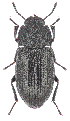 (Gonocephalum granulatum pussilum - BGE_00658_E12)  @11 [ ] (nrr) (2025) Ana Ananiashvili ISU