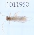  (Pontoperla katherinae - BGE_00658_F07)  @11 [ ] (nrr) (2025) Ana Ananiashvili ISU