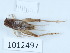  (Turanogryllini - BGE_00659_A04)  @11 [ ] (nrr) (2025) Ana Ananiashvili ISU