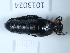  (Meloe erythrocnemus - BGE_00659_A09)  @11 [ ] (nrr) (2025) Ana Ananiashvili ISU