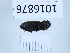  (Agrypnus crenicollis - BGE_00659_B02)  @11 [ ] (nrr) (2025) Ana Ananiashvili ISU