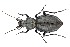  (Carabus clypeatus - BGE_00659_C10)  @11 [ ] (nrr) (2025) Ana Ananiashvili ISU