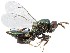  (Pteromalus sequester cf. sequester - BGE_00659_F02)  @11 [ ] (nrr) (2025) Ana Ananiashvili ISU
