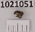  (Stenocarus cardui cf. cardui - BGE_00659_F05)  @11 [ ] (nrr) (2025) Ana Ananiashvili ISU