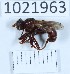  (Sicus caucasicus cf. caucasicus - BGE_00659_H01)  @11 [ ] (nrr) (2025) Ana Ananiashvili ISU