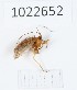  (Chaetopteryx chaetopteryx1022652 sp now - BGE_00673_D03)  @11 [ ] (nrr) (2025) Ana Ananiashvili ISU