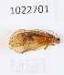  (Chaetopteryx abchazica - BGE_00673_H04)  @11 [ ] (nrr) (2025) Ana Ananiashvili ISU