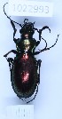  (Carabus stjernvalli - BGE_00660_A02)  @11 [ ] (nrr) (2025) Ana Ananiashvili ISU