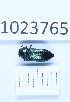  (Meliboeus robustus - BGE_00660_A10)  @11 [ ] (nrr) (2025) Ana Ananiashvili ISU