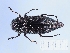  (Dicerca chlorostigma - BGE_00660_C07)  @11 [ ] (nrr) (2025) Ana Ananiashvili ISU