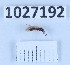  (Leuctra dispinata - BGE_00660_H06)  @11 [ ] (nrr) (2025) Ana Ananiashvili ISU