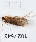 (Plectrocnemia plectrocnemia sp. nov - BGE_00672_H01)  @11 [ ] (nrr) (2025) Ana Ananiashvili ISU