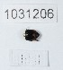  (Sphaeridium substriatum - BGE_00661_D08)  @11 [ ] (nrr) (2025) Ana Ananiashvili ISU