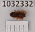  (Clubiona pseudosimilis - BGE_00661_H09)  @11 [ ] (nrr) (2025) Ana Ananiashvili ISU