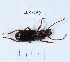  (Ditomus calydonius - BGE_00651_D04)  @11 [ ] (nrr) (2024) Ana Ananiashvili ISU