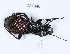  (Carabus adamsi - BGE_00657_A04)  @11 [ ] (nrr) (2024) Ana Ananiashvili ISU