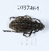  (Dorcadion striolatum - BGE_00652_C01)  @11 [ ] (nrr) (2024) Ana Ananiashvili ISU