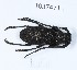  (Morimus verecundus - BGE_00652_C08)  @11 [ ] (nrr) (2024) Ana Ananiashvili ISU