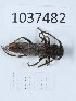  (Phytoecia scutellata - BGE_00652_D07)  @11 [ ] (nrr) (2024) Ana Ananiashvili ISU