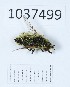  (Conophorus virescens - BGE_00652_E12)  @11 [ ] (nrr) (2024) Ana Ananiashvili ISU