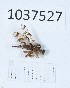  (Tephritis postica - BGE_00652_H04)  @11 [ ] (nrr) (2024) Ana Ananiashvili ISU