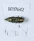  (Anthaxia sponsa - BGE_00653_B01)  @11 [ ] (nrr) (2024) Ana Ananiashvili ISU